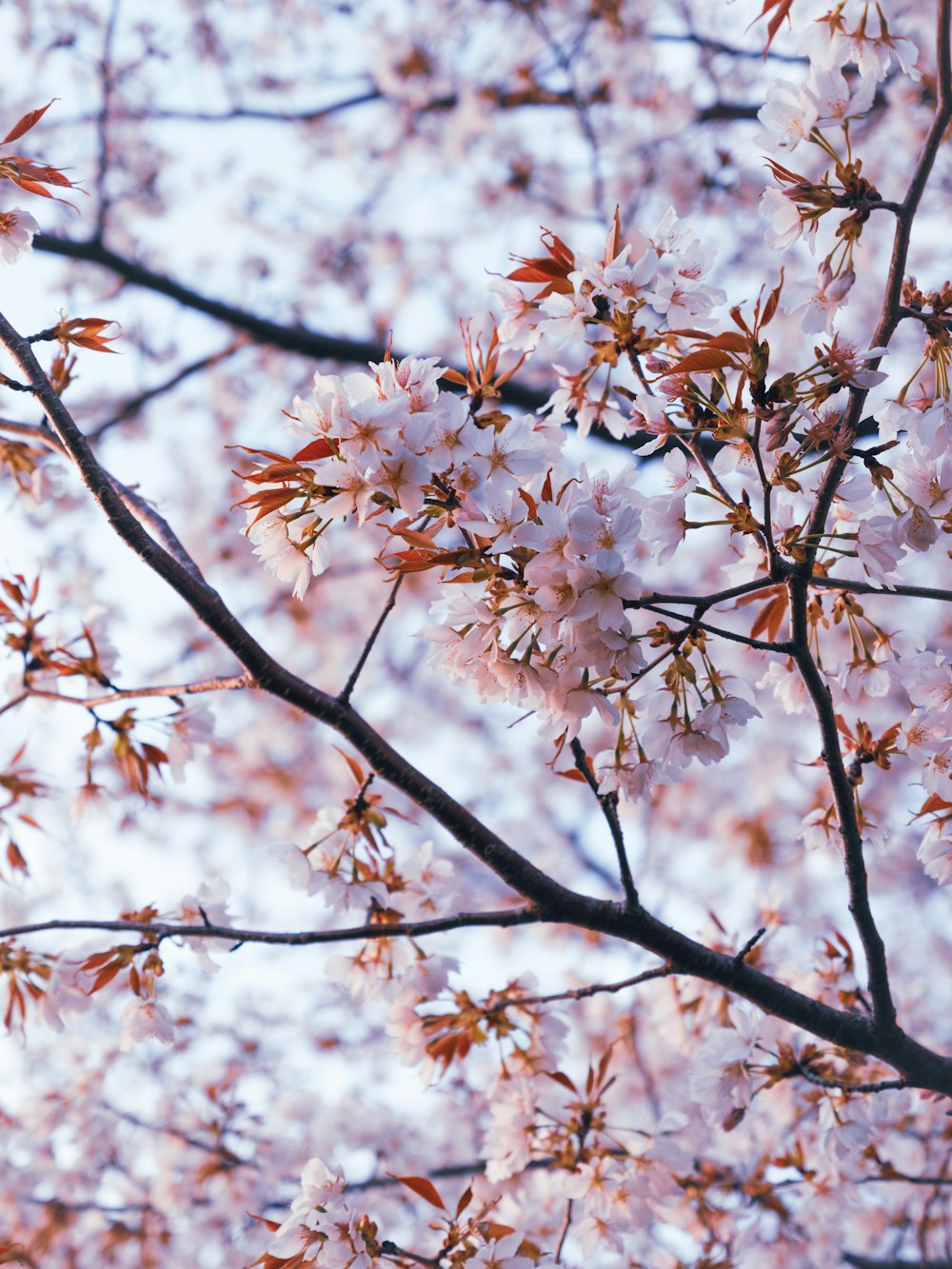 a close up of a tree with pink flowers