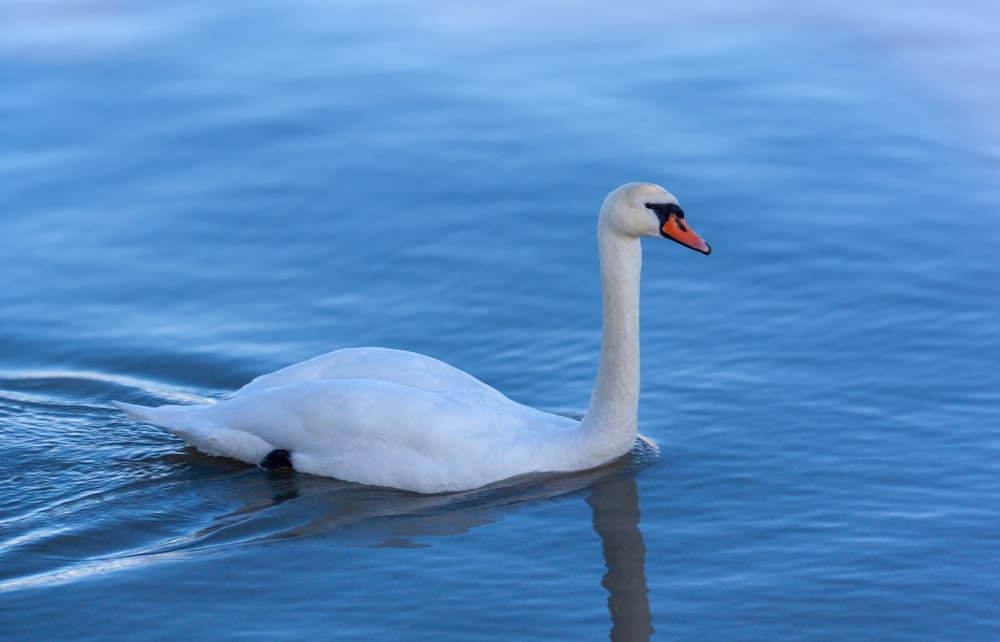 a white swan floating on top of a body of water