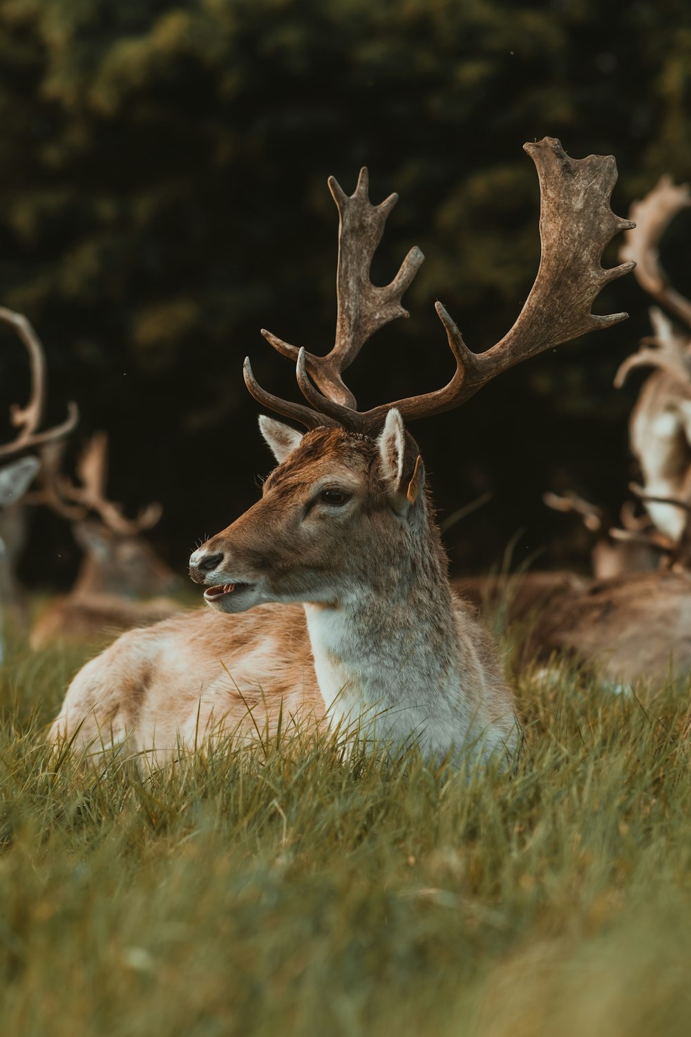 a group of deer laying down in a field