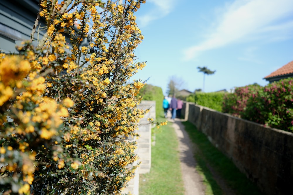 a group of people walking down a sidewalk next to a lush green field