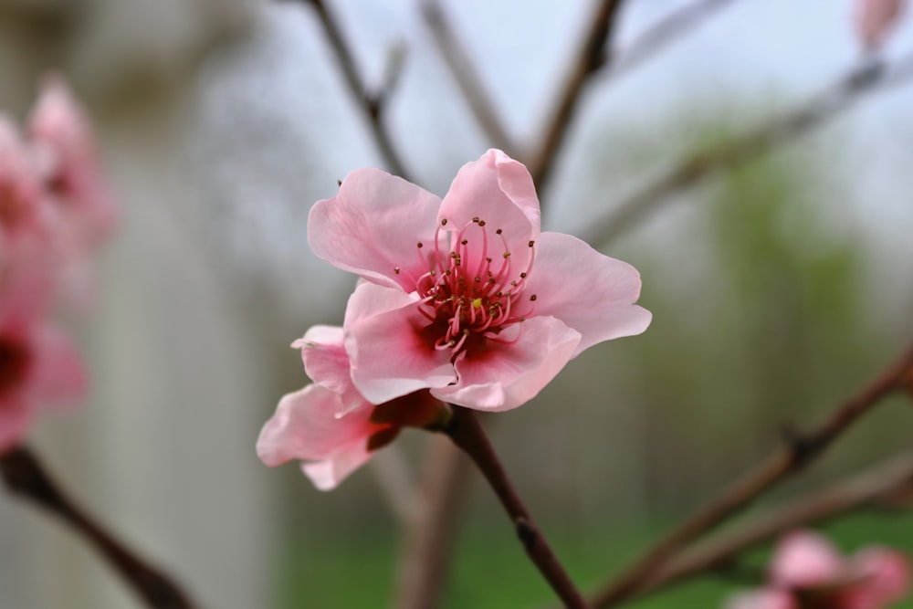 a close up of a pink flower on a tree