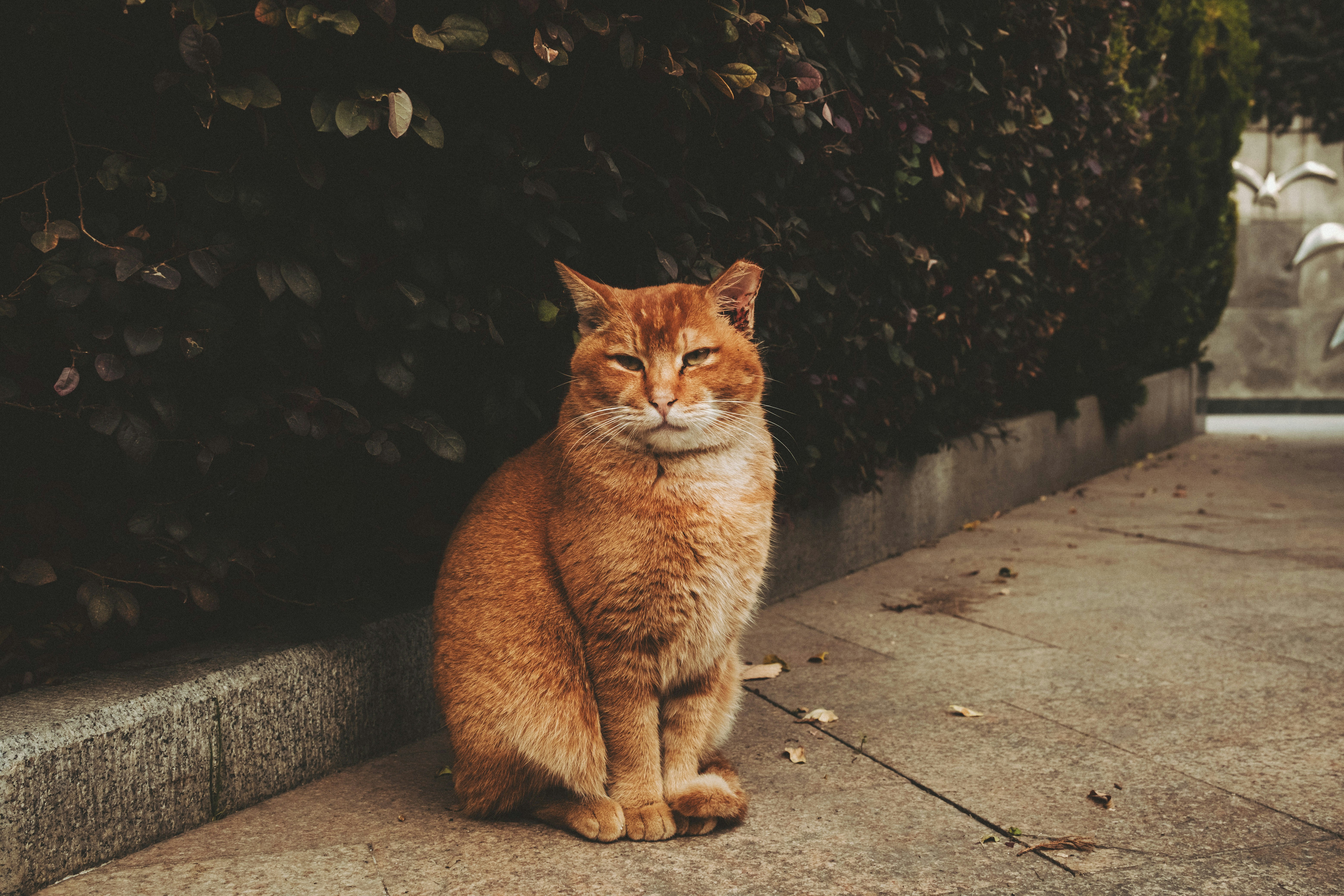 an orange cat sitting on a sidewalk next to a bush