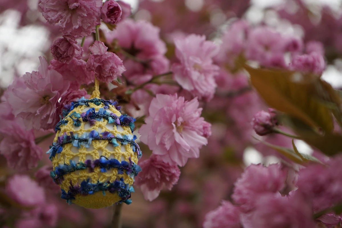Cherry blossom branches in bloom