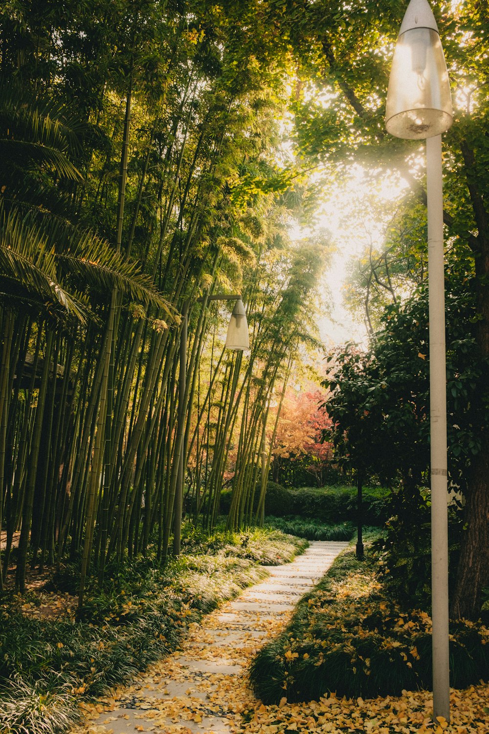 a path through a lush green forest next to a tall bamboo tree