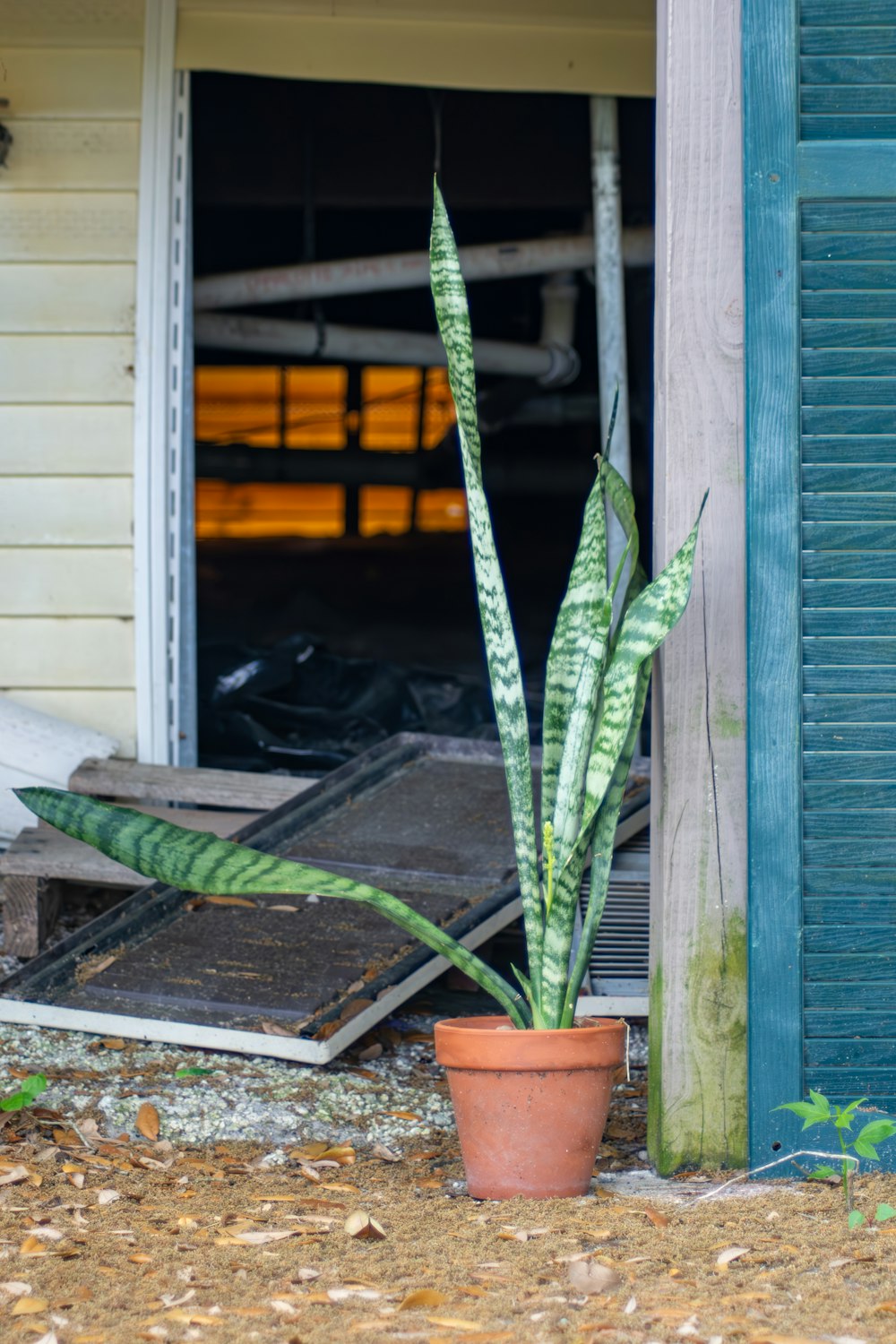 a houseplant in a clay pot in front of a door