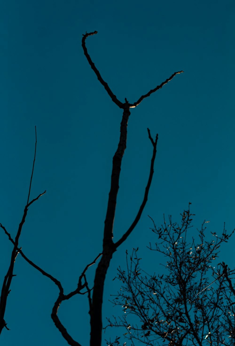 a bird perched on top of a tree branch