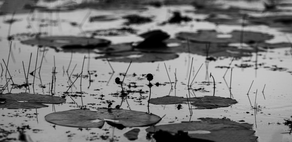 a pond filled with lots of water lilies