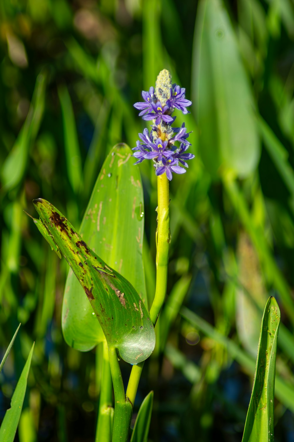 a small purple flower sitting on top of a green plant