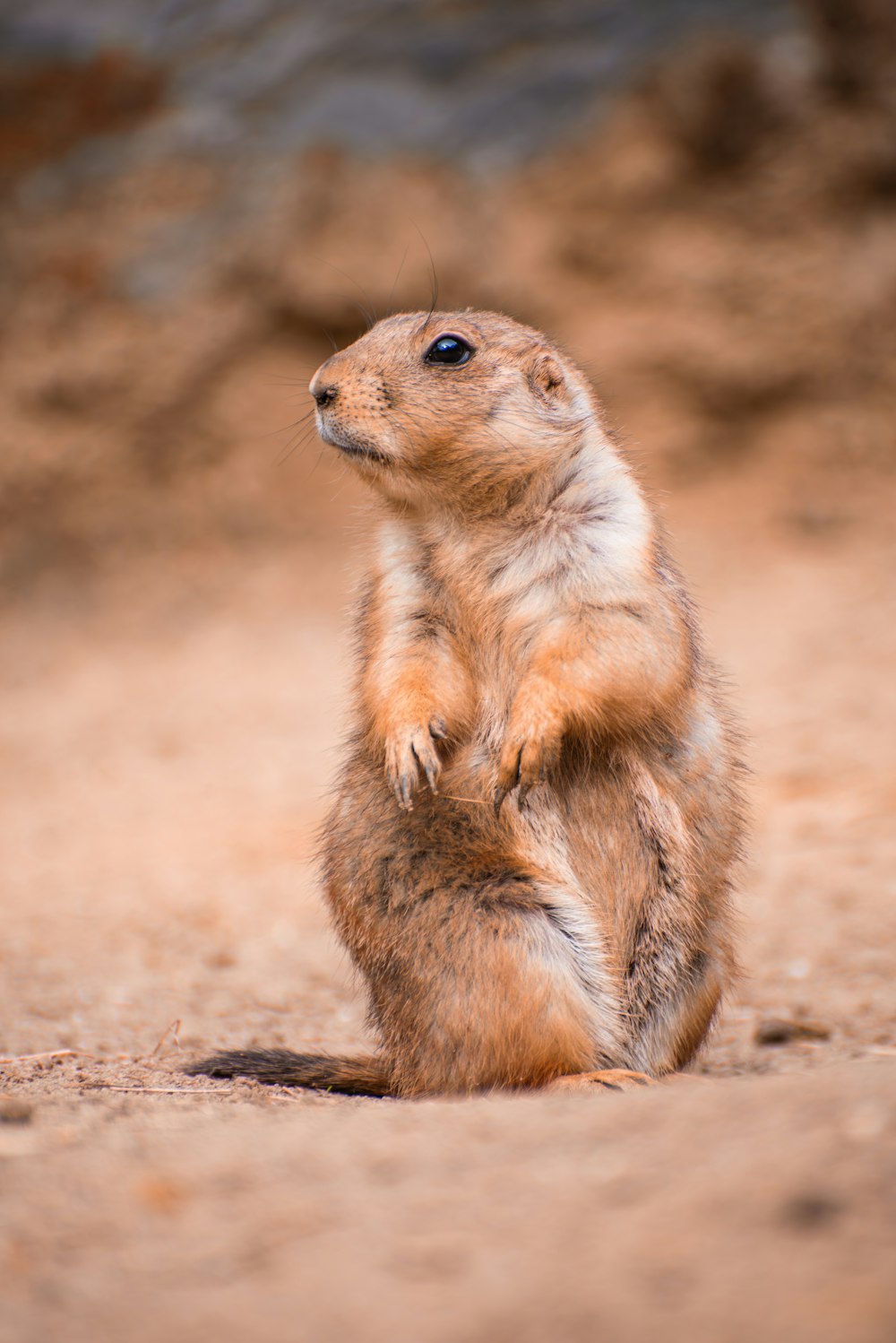 a brown and white animal standing on its hind legs