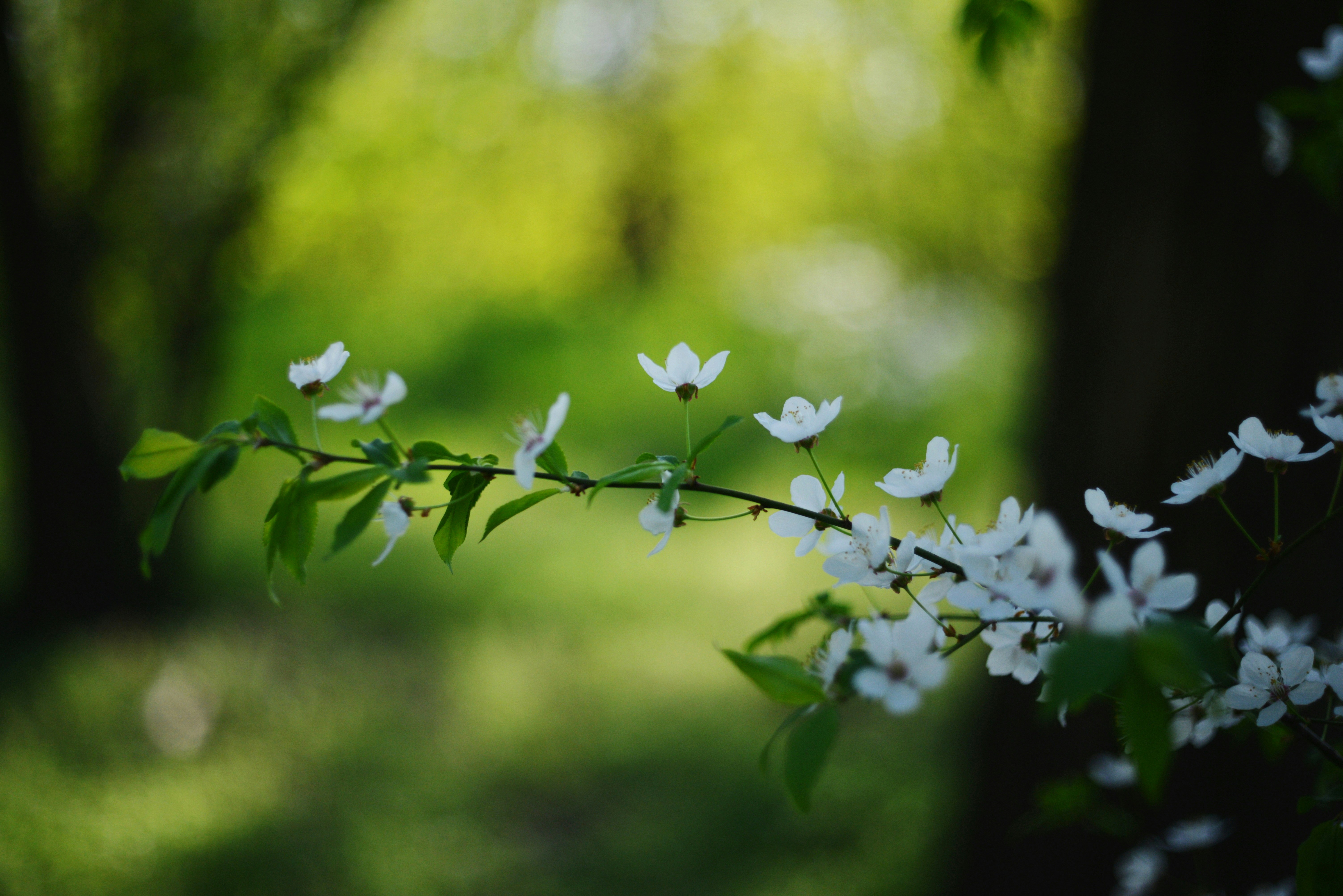 Photo by cherstve_pechivo