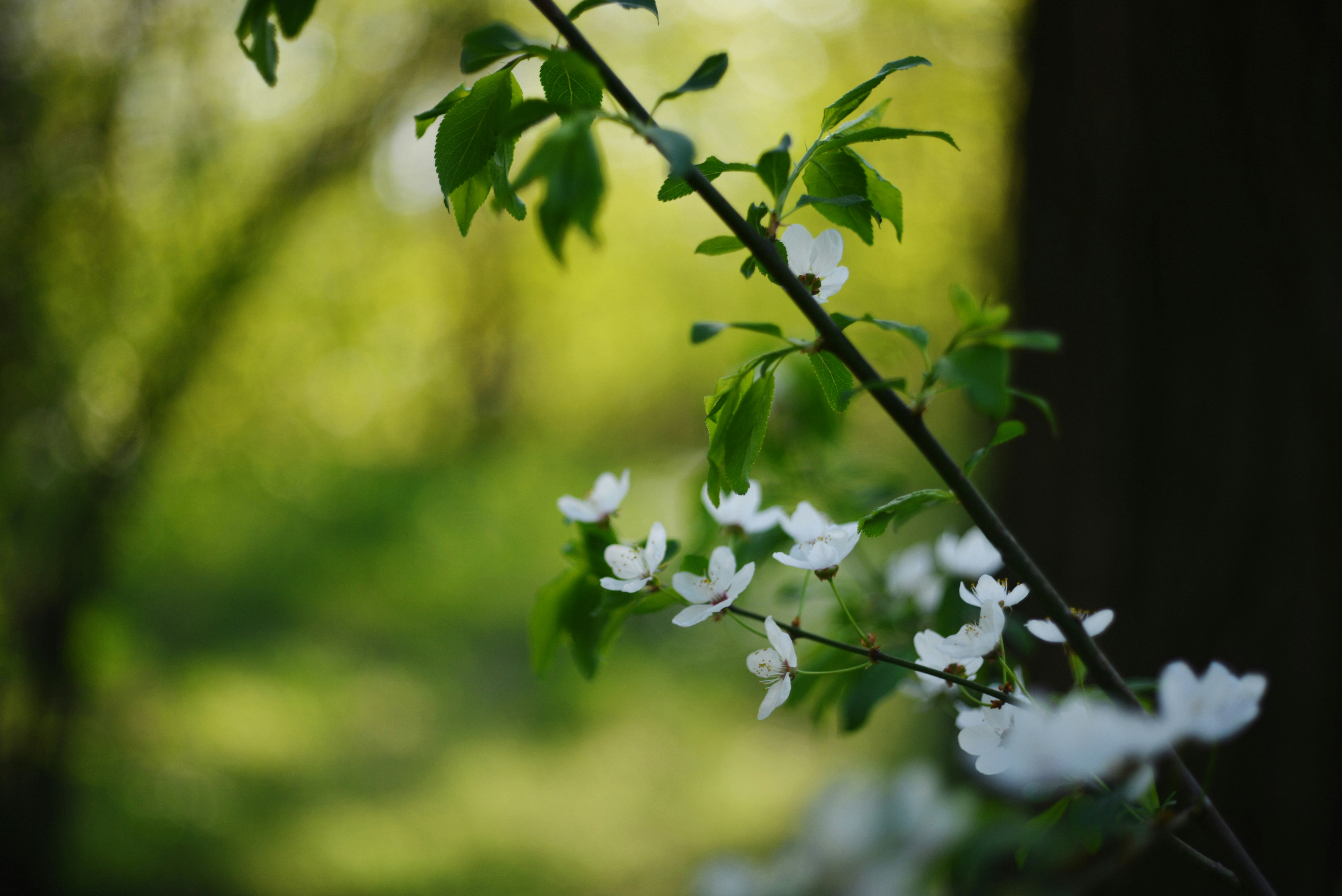 Photo by cherstve_pechivo