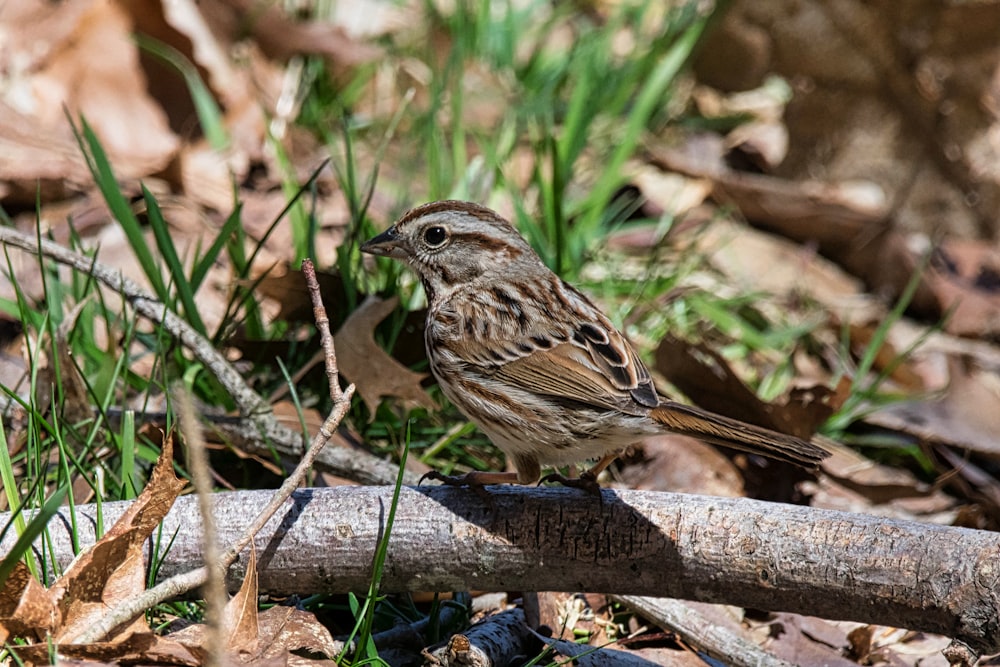 a small bird standing on a branch in the grass