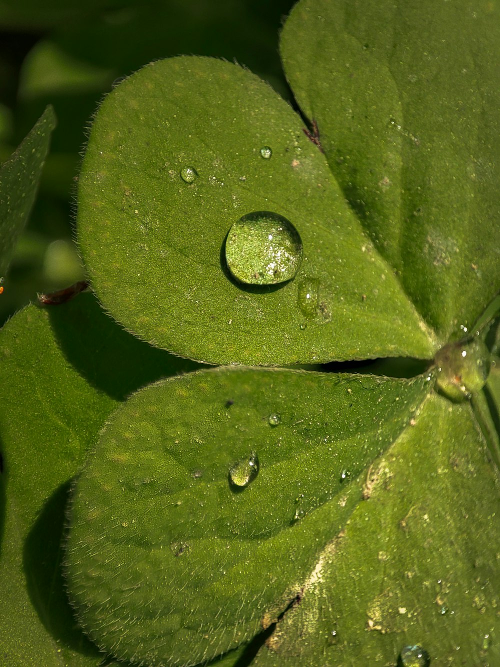 a green leaf with water drops on it