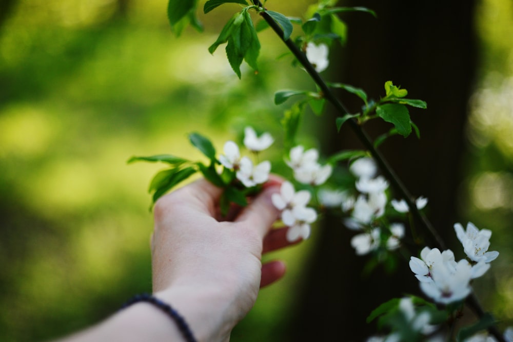 una persona sosteniendo una rama con flores blancas