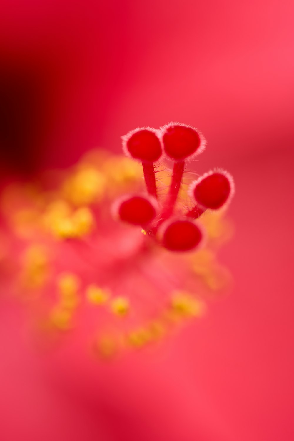 a close up view of a pink flower