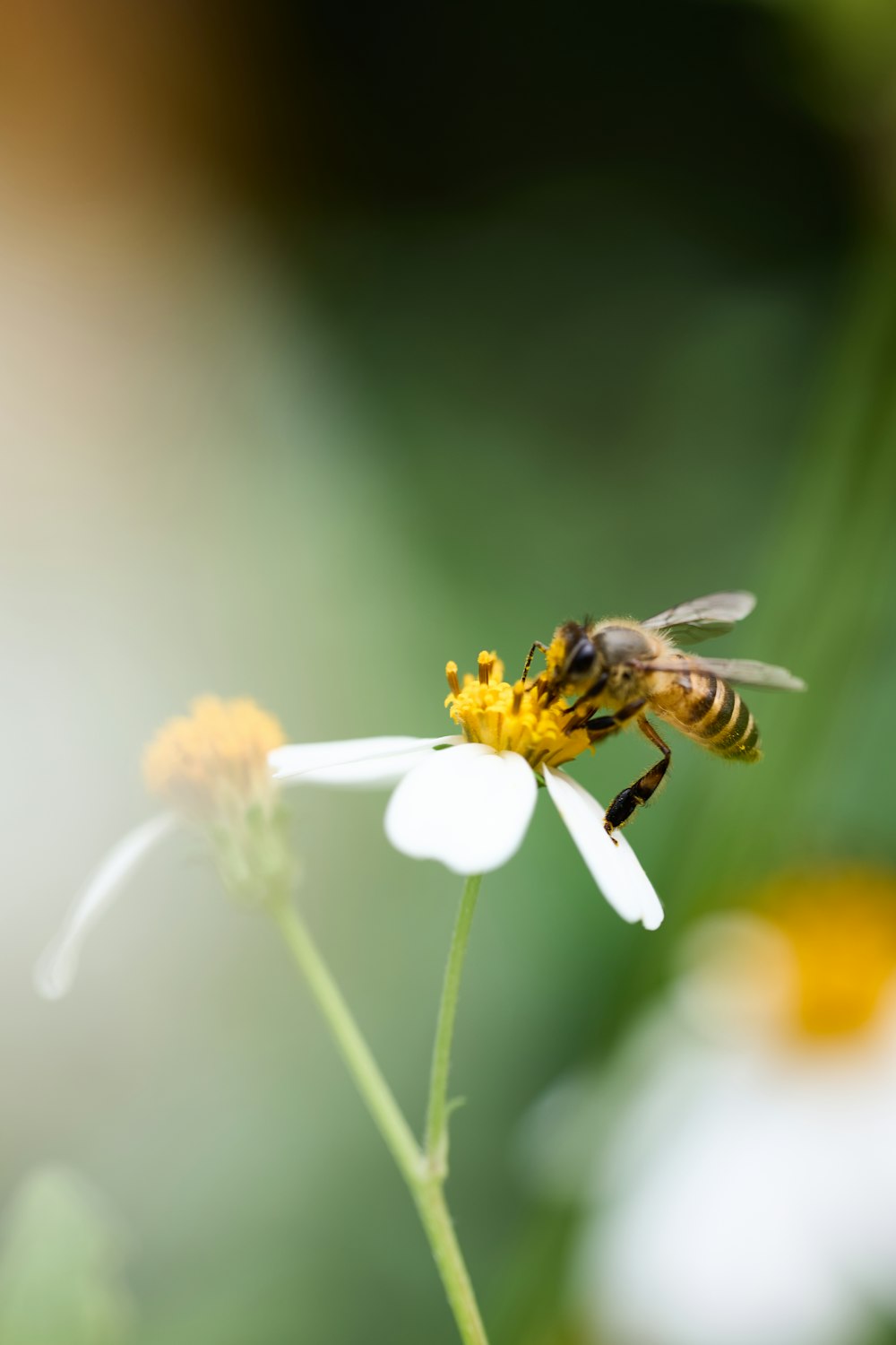 a bee sitting on top of a white flower