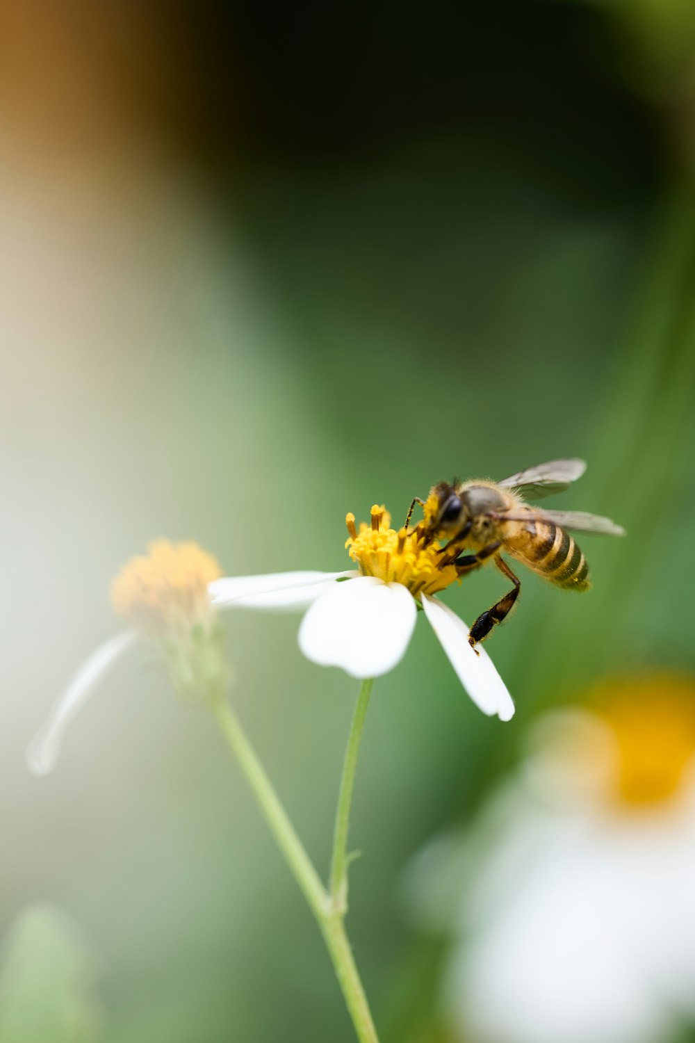 eine Biene, die auf einer weißen Blume sitzt