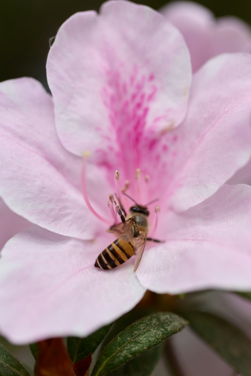 a bee is sitting on a pink flower