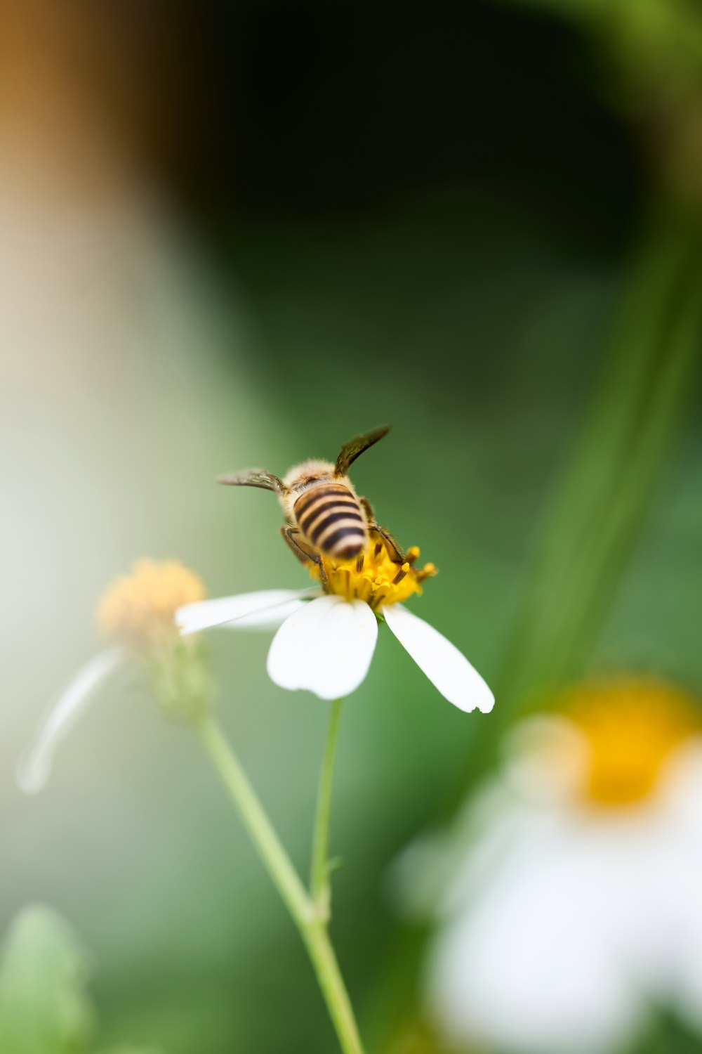 a bee sitting on top of a white flower