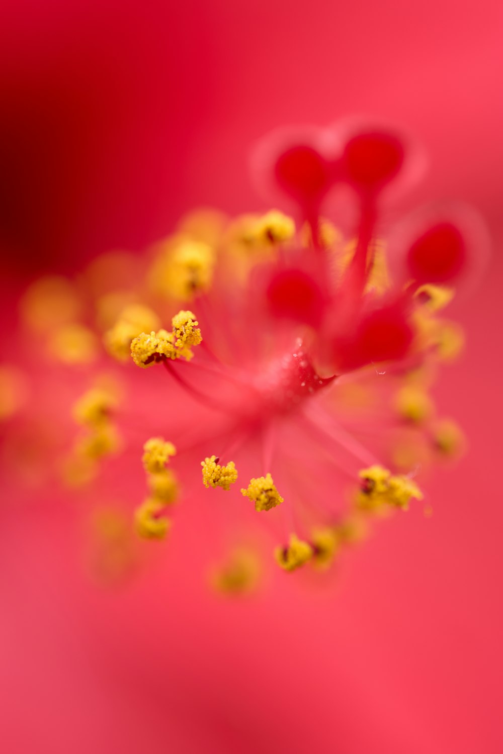das Innere einer rosafarbenen Blüte mit gelben Staubblättern