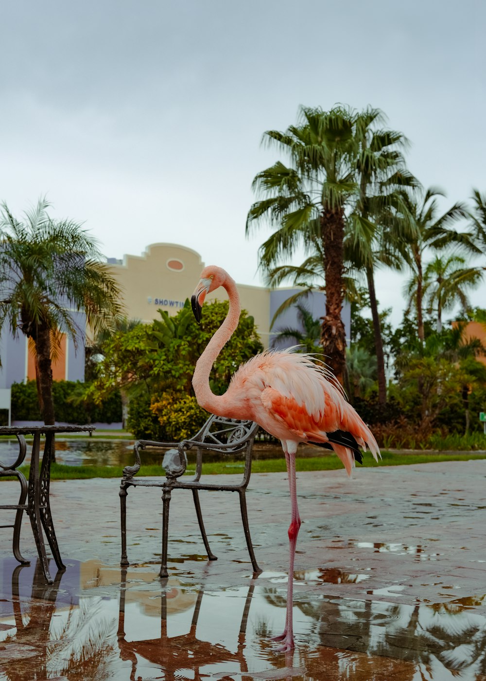 a pink flamingo standing next to a black chair