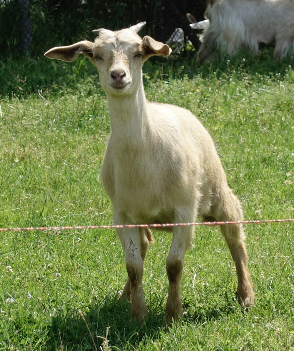 a white goat standing on top of a lush green field