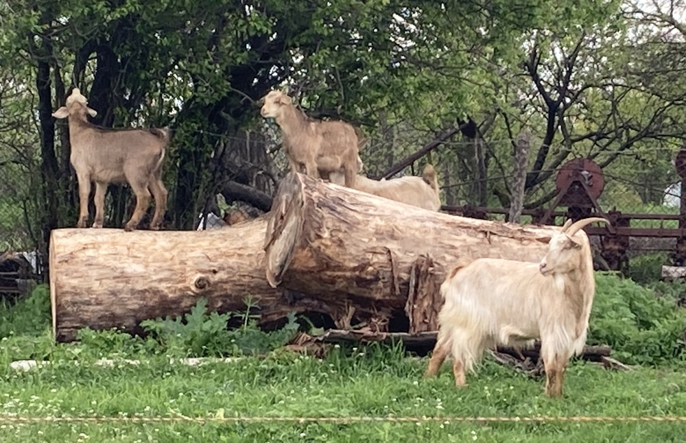 a group of goats standing on top of a fallen tree