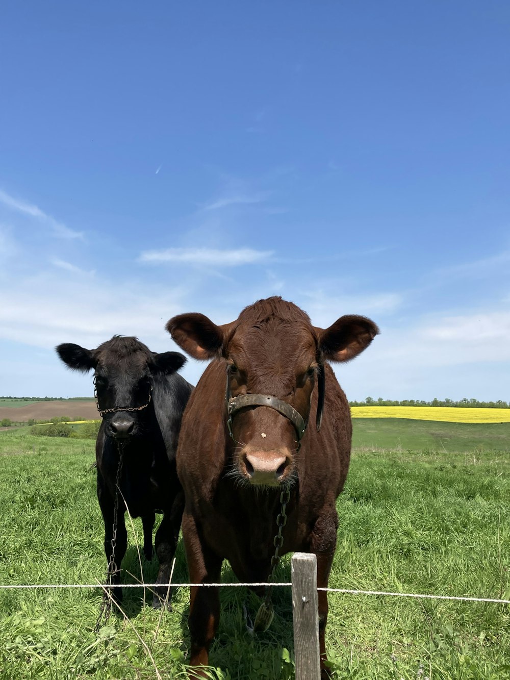 a couple of cows that are standing in the grass