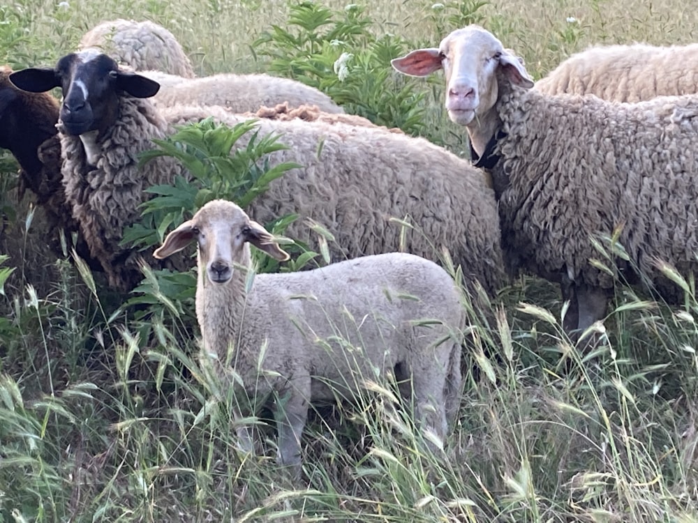 a herd of sheep standing on top of a lush green field