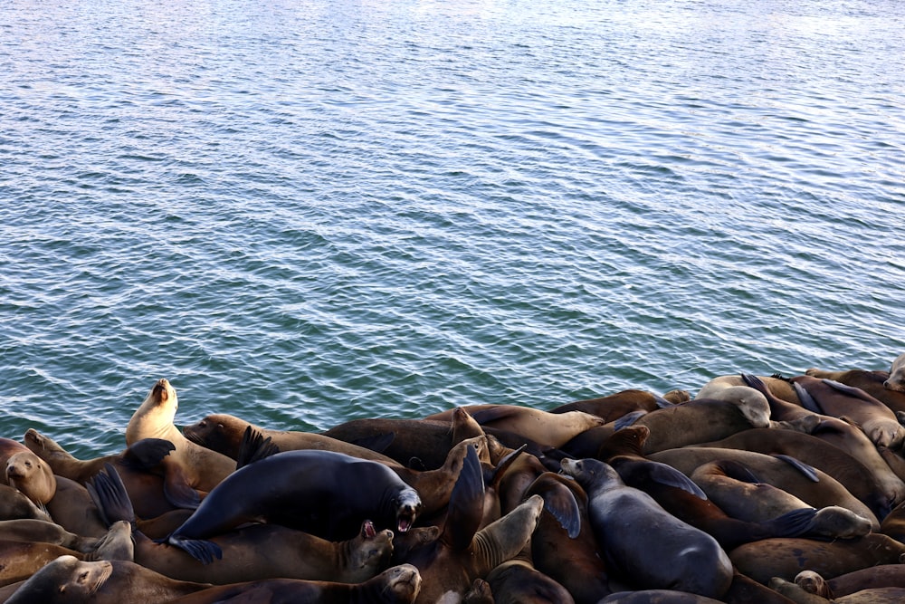 a group of sea lions resting on the rocks near the water