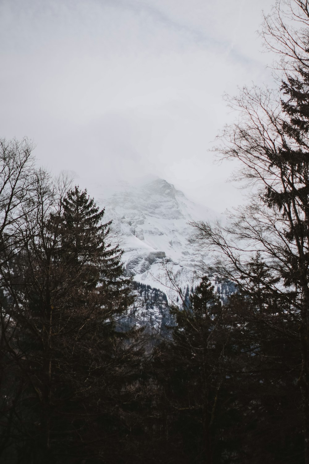 a snowy mountain with trees in the foreground