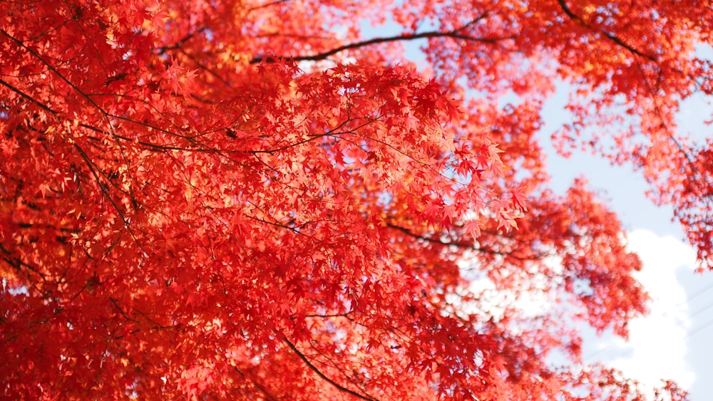 a tree with red leaves and a blue sky in the background