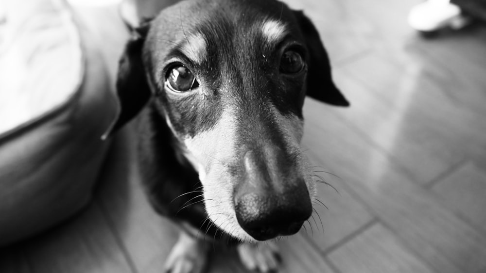 a black and white photo of a dog looking at the camera