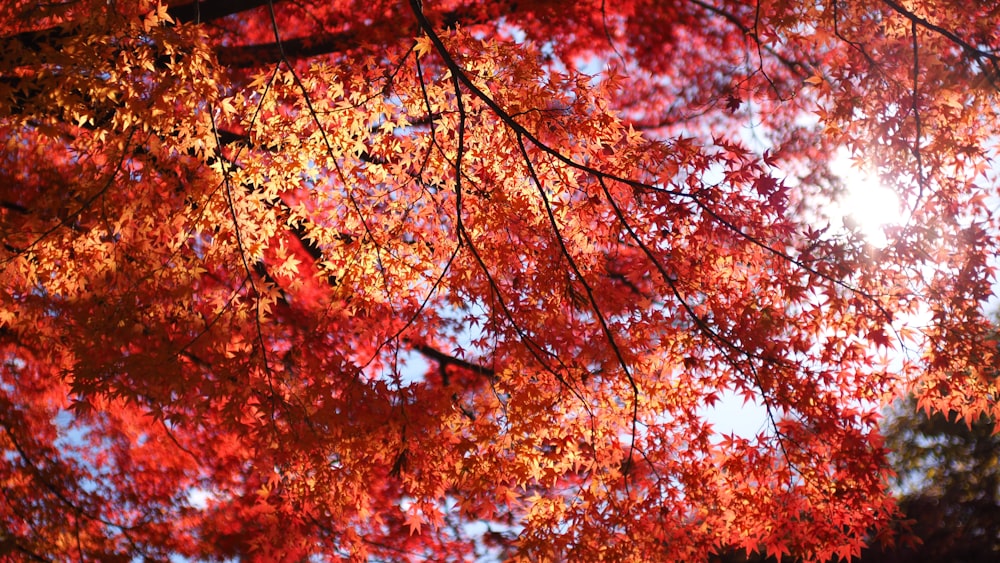 a tree with red leaves and the sun shining through the leaves
