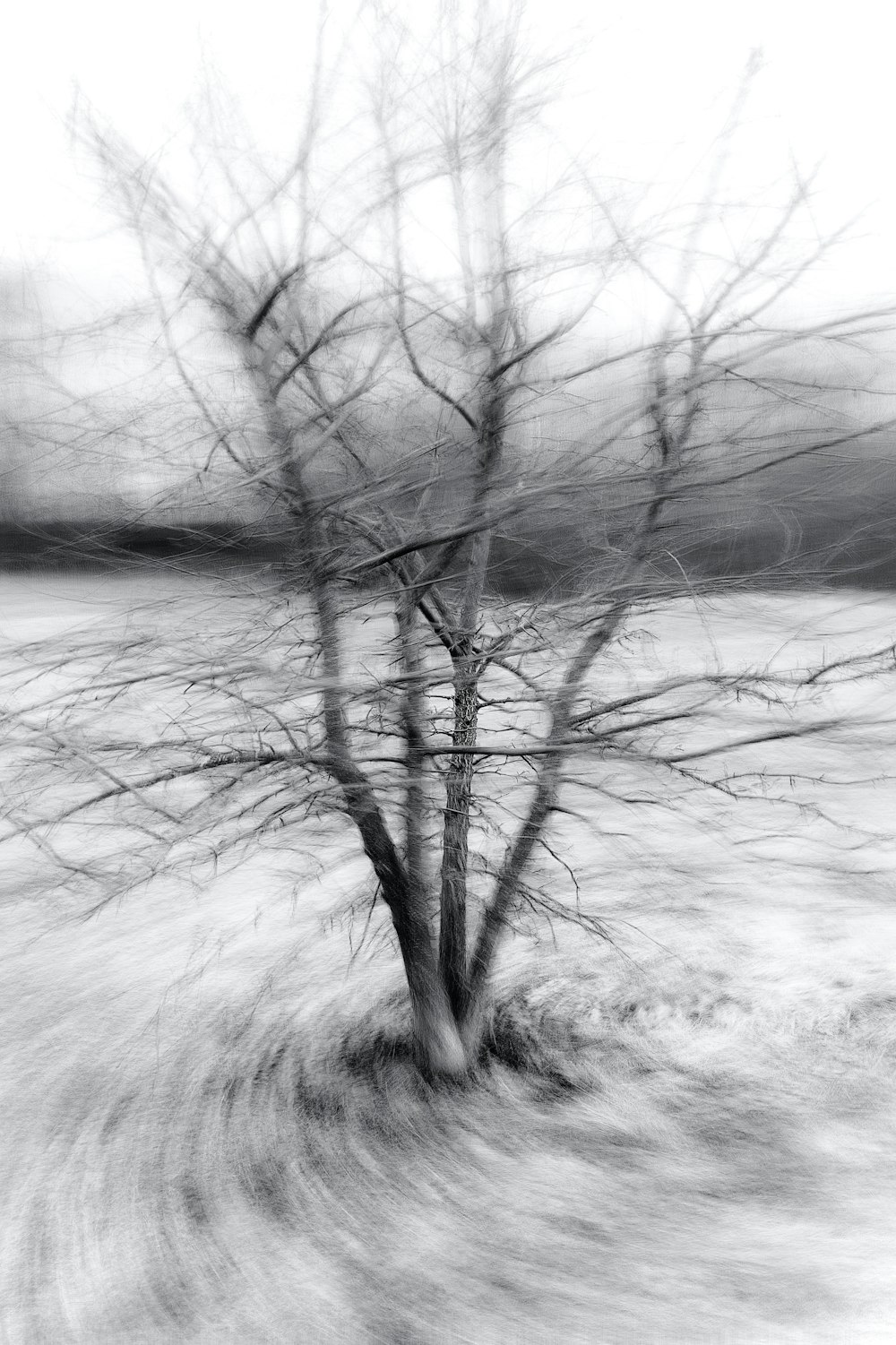 a black and white photo of a tree