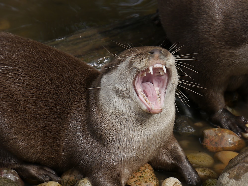 an otter yawns while sitting on rocks in the water