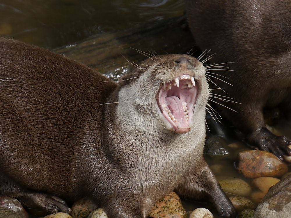 Une loutre bâille lorsqu’elle est assise sur des rochers dans l’eau