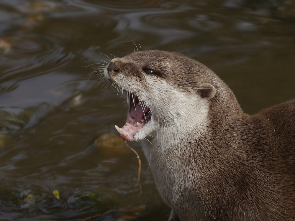 a close up of an animal with its mouth open