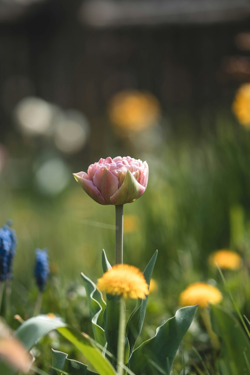 a pink and white flower in a field of yellow and blue flowers