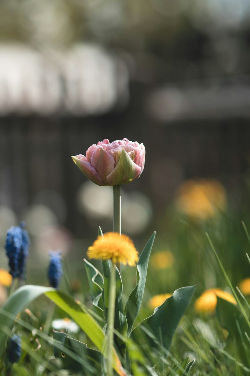 a pink tulip in a field of yellow and blue flowers