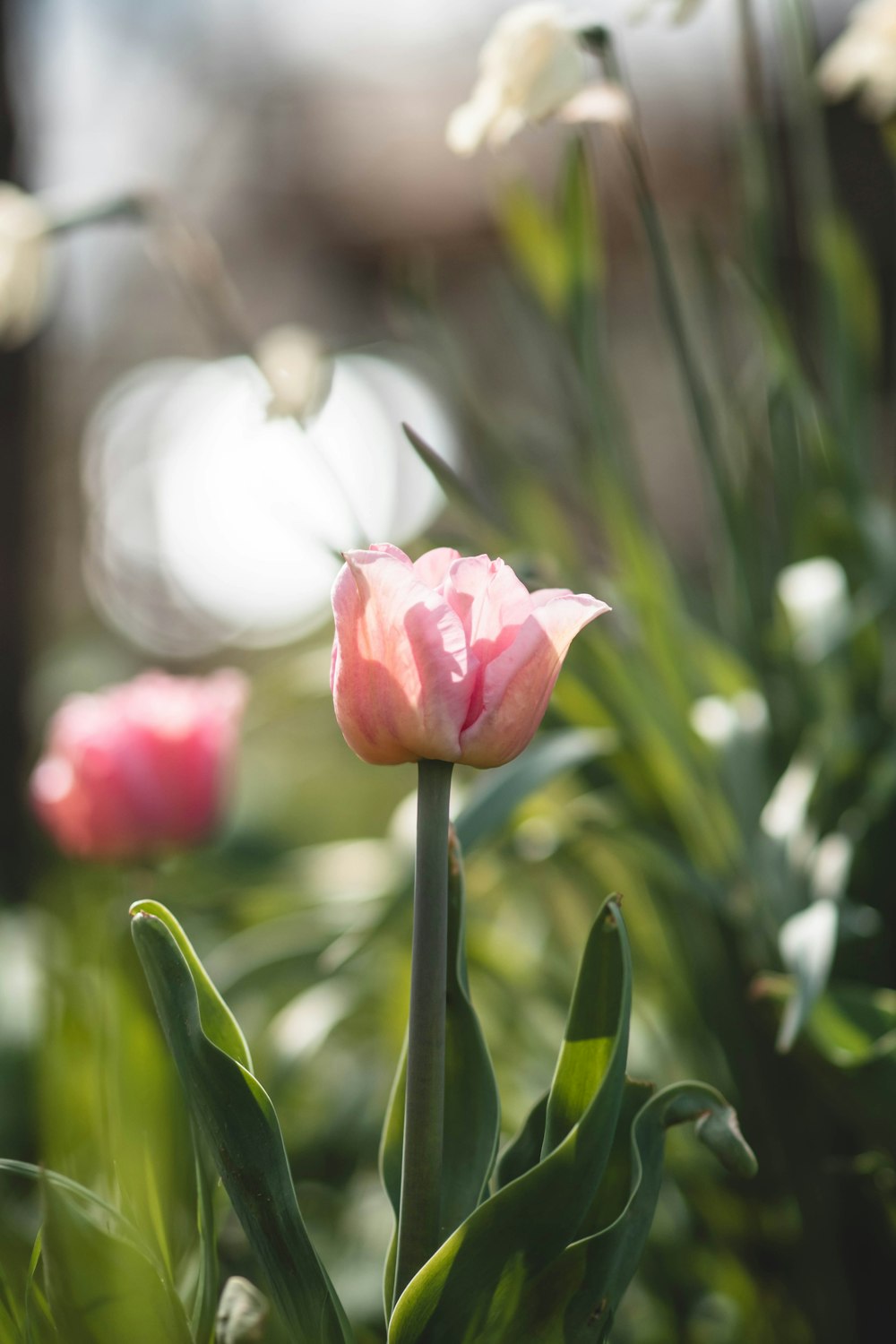 a close up of a pink flower in a garden