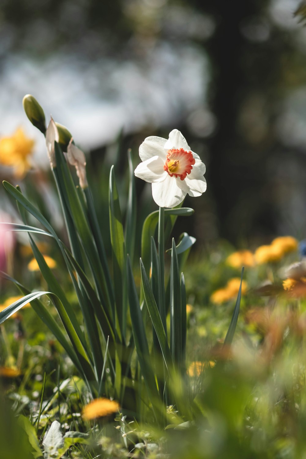 a white flower with a red center surrounded by yellow and white flowers