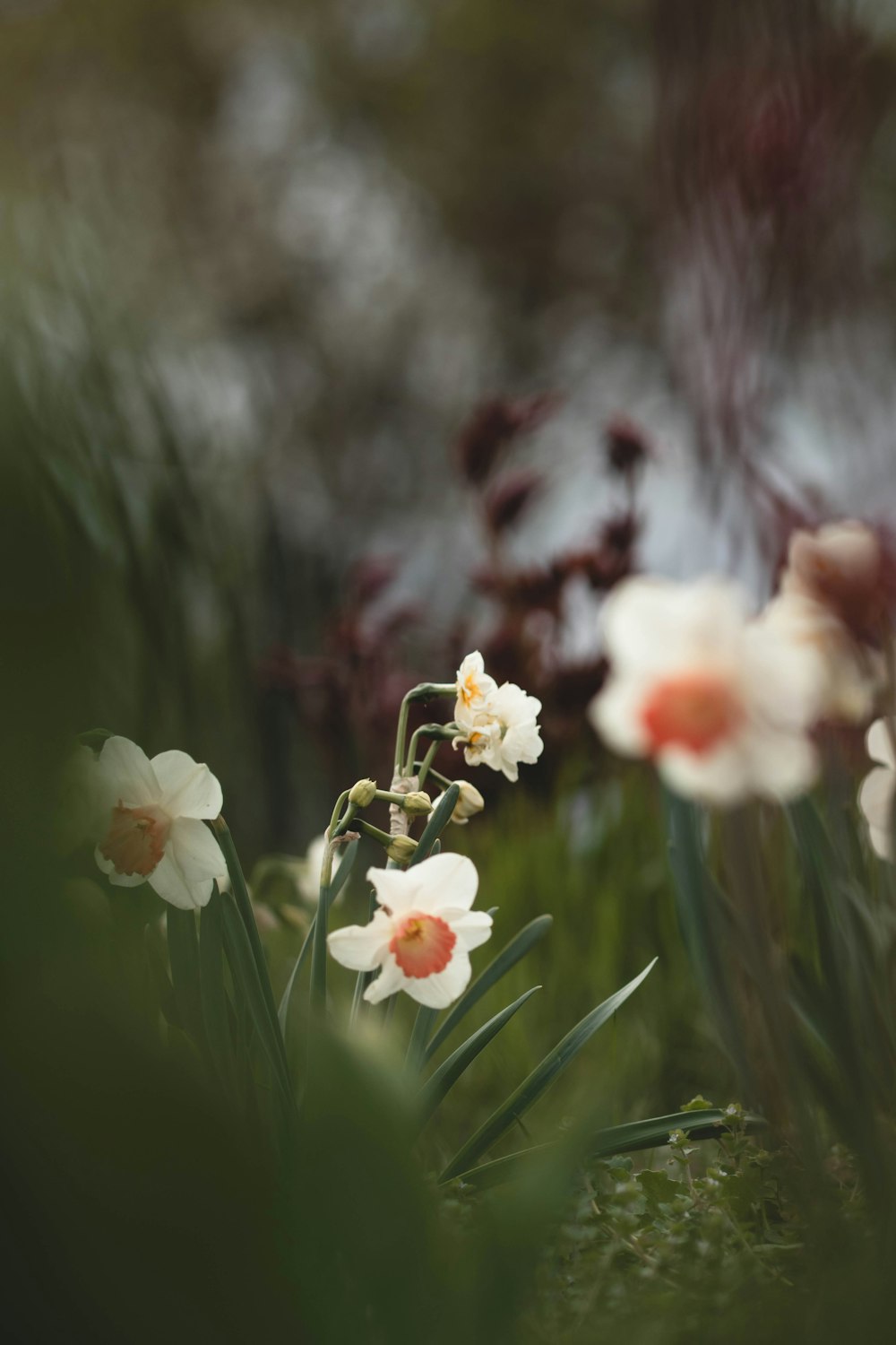 a bunch of flowers that are in the grass