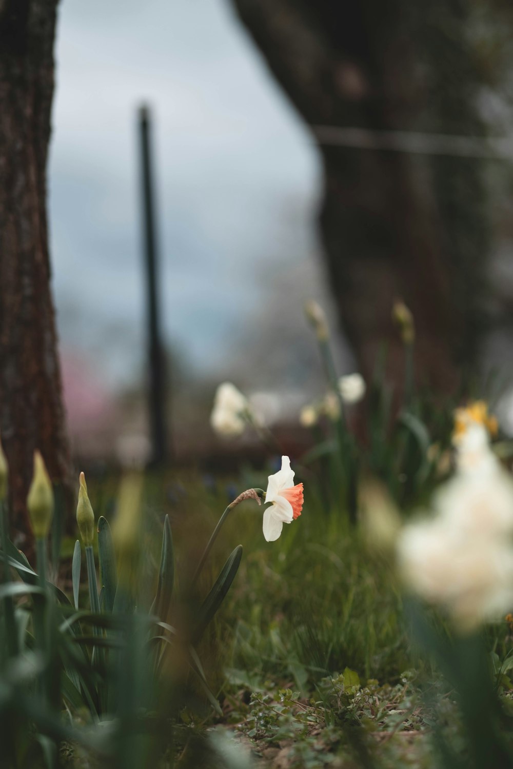 a small white flower sitting in the grass