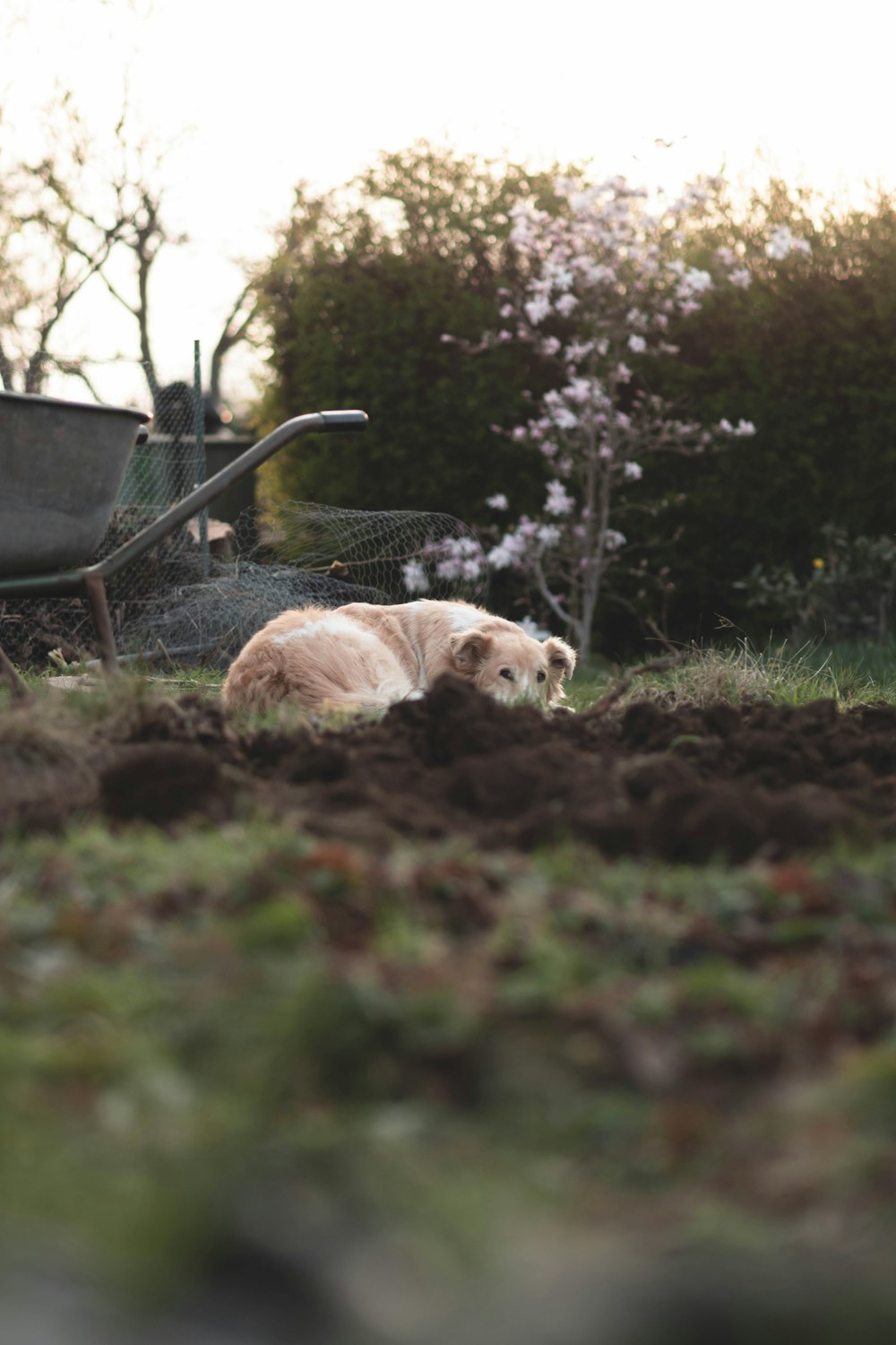a dog laying in the dirt next to a wheelbarrow