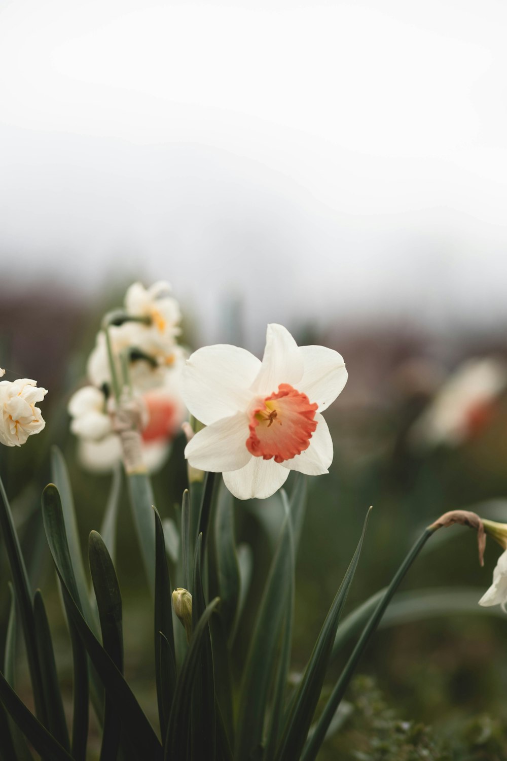 a bunch of flowers that are in the grass