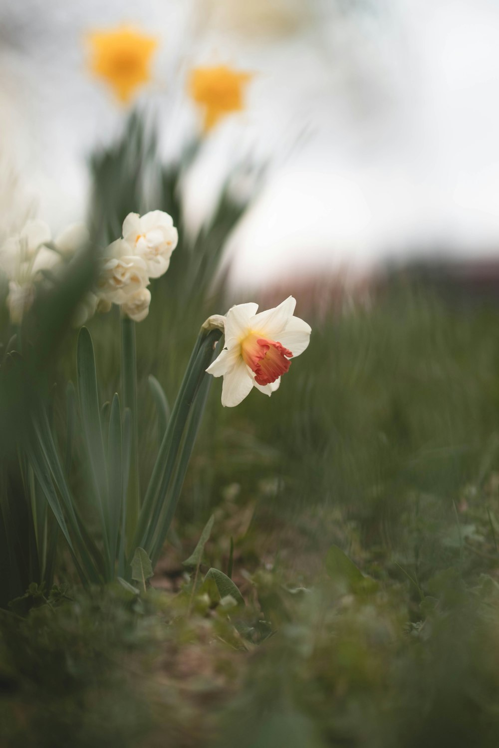 a bunch of flowers that are in the grass