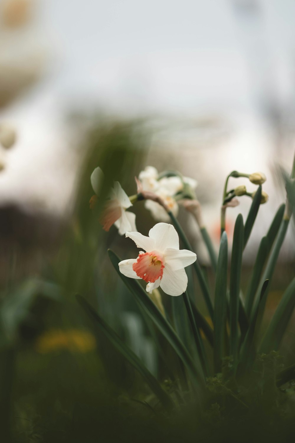 a bunch of flowers that are in the grass