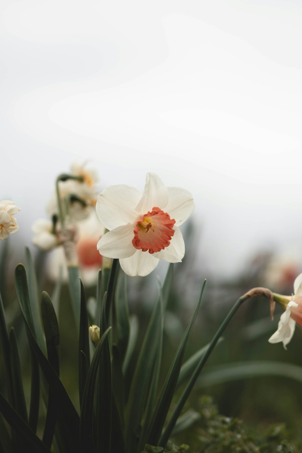 a bunch of flowers that are in the grass