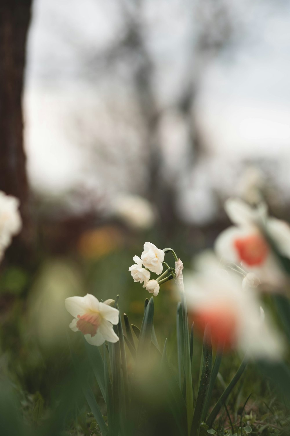 a bunch of flowers that are in the grass